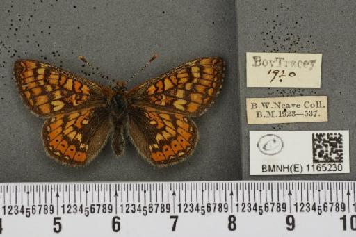 Euphydryas aurinia (Rottemburg, 1775) - BMNHE_1165230_52605