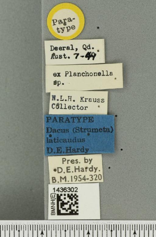 Bactrocera (Bactrocera) laticauda (Hardy, 1950) - BMNHE_1436302_label_32489
