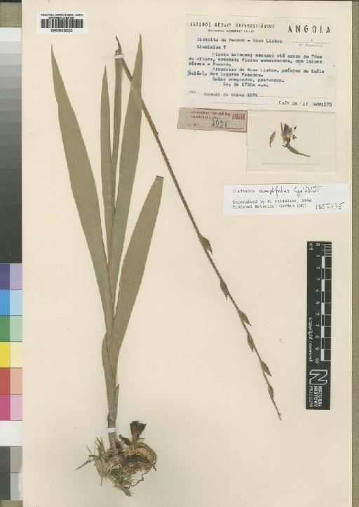 Gladiolus amplifolius Goldblatt - BM000922023
