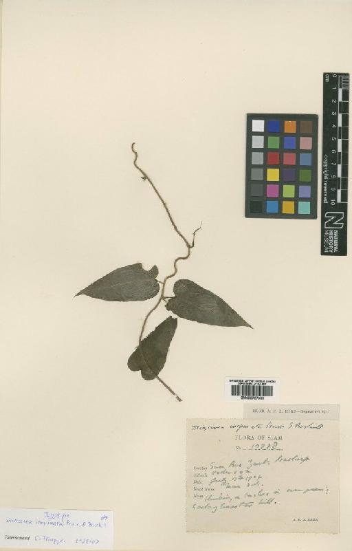 Dioscorea inopinata Prain & Burkill - BM000797359