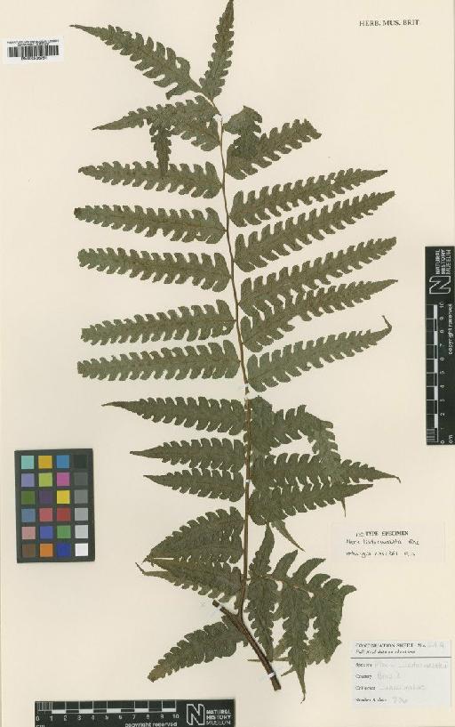 Pteris luderwaldtii Rosenst. - BM000936751