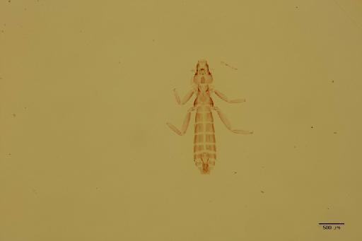 Pseudolipeurus longipes Piaget, 1880 - 010712797_specimen
