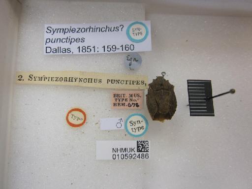 Sympiezorhinchus punctipes Dallas, 1851 - 010592486_Sympiezorhinchus punctipes ST MR