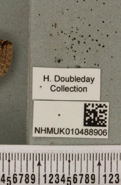 Abrostola tripartita (Hufnagel, 1766) - NHMUK_010488906_label_552328