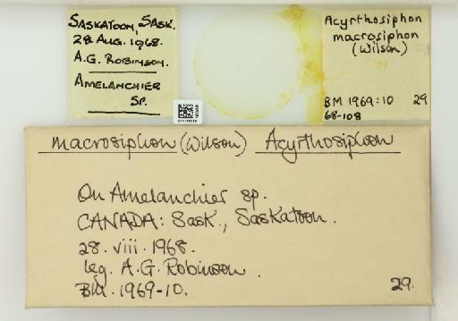 Acyrthosiphon macrosiphum Wilson, 1912 - 014764189_112429_1092618_157743_NoStatus
