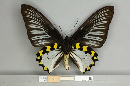 Troides hypolitus cellularis Rothschild, 1895 - 013605994_additional