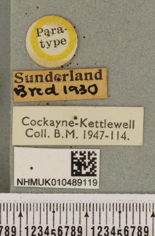 Abrostola tripartita ab. plumbea Cockayne, 1947 - NHMUK_010489119_label_552009