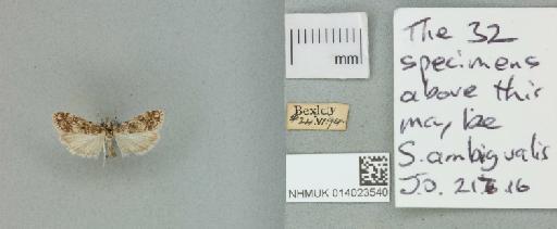 Eudonia lacustrata (Panzer, 1804) - 014023540_151438_1083341