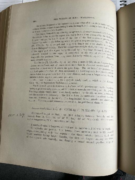 Terebella kermadecensis McIntosh, 1885 - Challenger Polychaete Scans of Book 295