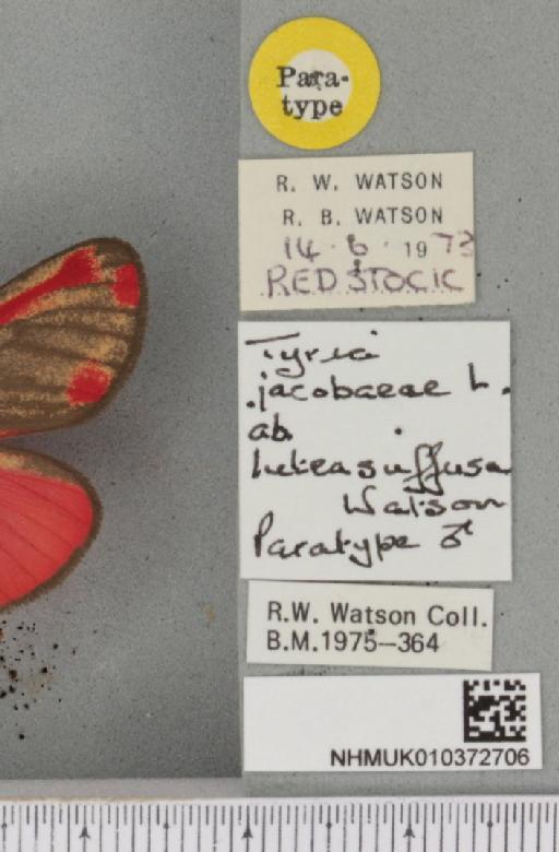 Tyria jacobaeae Watson, 1975 - NHMUK_010372706_label_513359