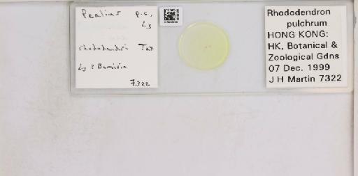 Pealius rhododendrae Takahashi, 1935 - 013488224_117725_1092324_157653_NonType