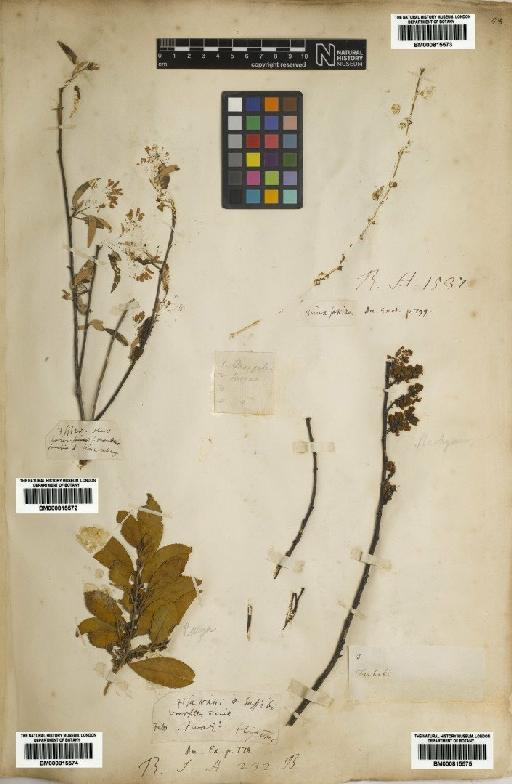 Eurya japonica Thunb. - BM000815574