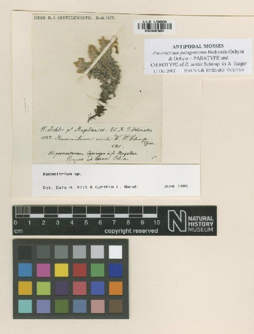 Racomitrium patagonicum Bednarek-Ochyra & Ochyra - BM000872954_a