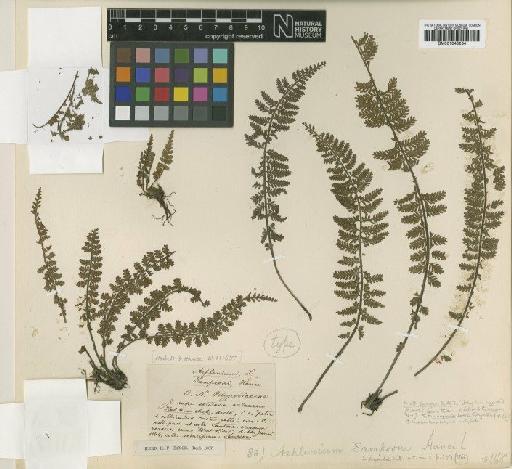 Asplenium sampsoni Hance - BM001045234