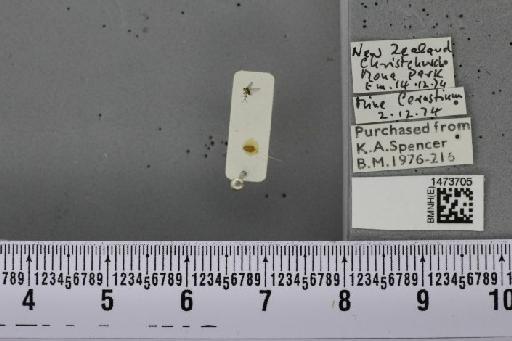 Liriomyza betae (Coquillet, 1900) - BMNHE_1473705_49137