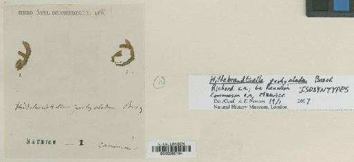 Hildebrandtiella pachyclada Besch. - BM000987164