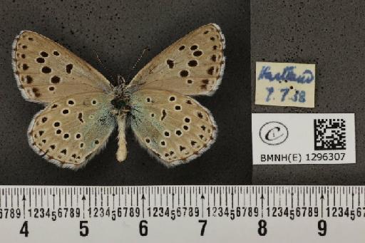 Maculinea arion eutyphron ab. teleius Bergsträsser, 1779 - BMNHE_1296307_147325