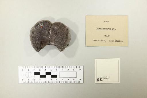 Plesiosaurus De la Beche & Conybeare, 1821 - 010025624_L010221590