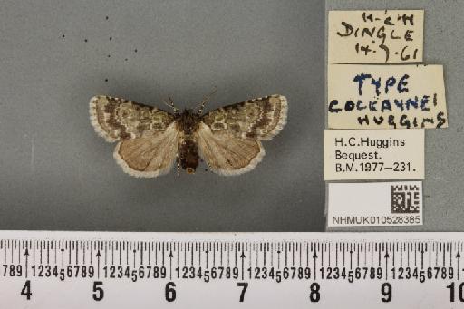 Nyctobrya muralis (Forster, 1771) - NHMUK_010528385_582214