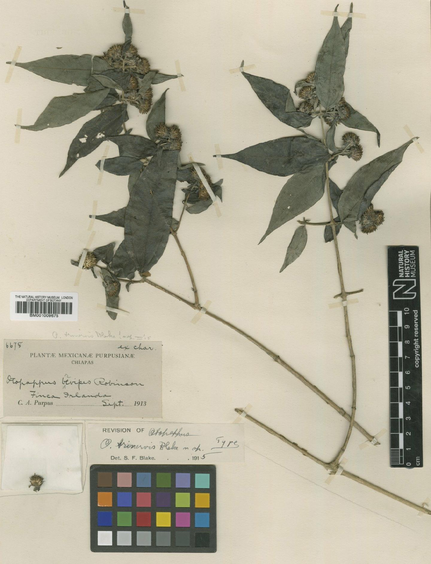 To NHMUK collection (Otopappus verbesinoides Benth.; Type; NHMUK:ecatalogue:617771)
