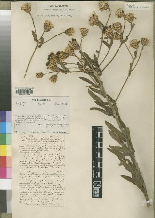 Vernonia temnolepis O.Hoffm. - BM000629488