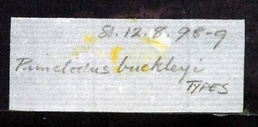 Pimelodus buckleyi Boulenger, 1887 - 1880.12.8.98-9; Pimelodus buckleyi; image of jar label; ACSI project image