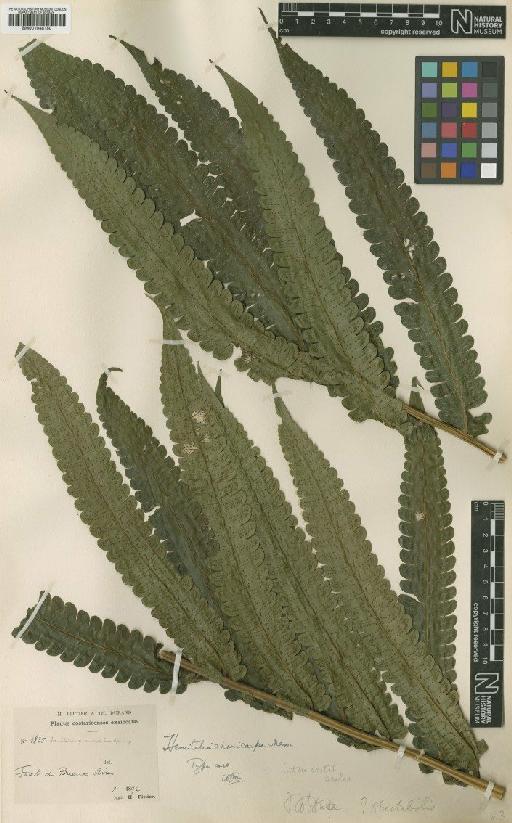 Cnemidaria choricarpa (Maxon) R.M.Tryon - BM001048150
