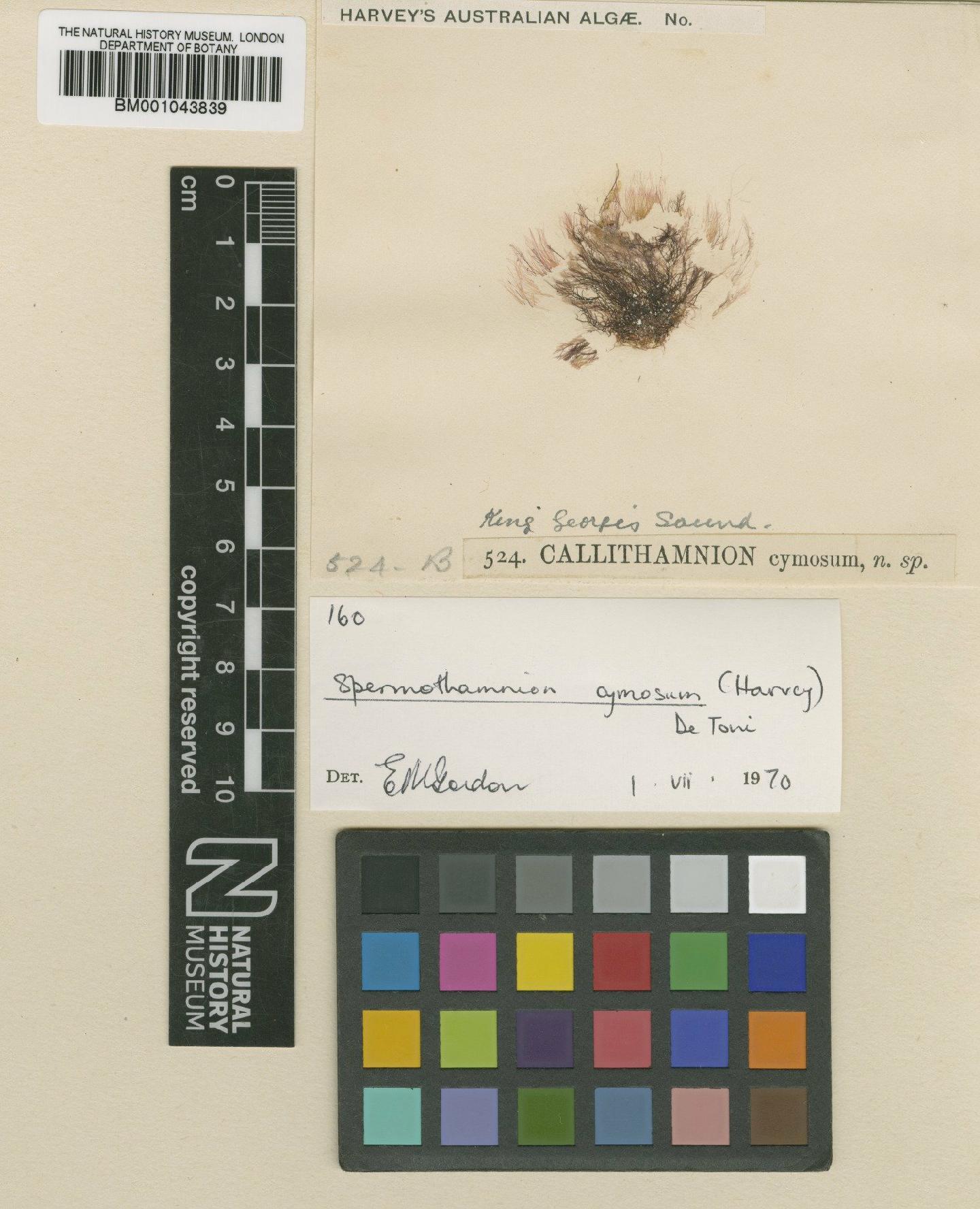 To NHMUK collection (Spermothamnion cymosum Harv.; ISOLECTOTYPE; NHMUK:ecatalogue:2390273)