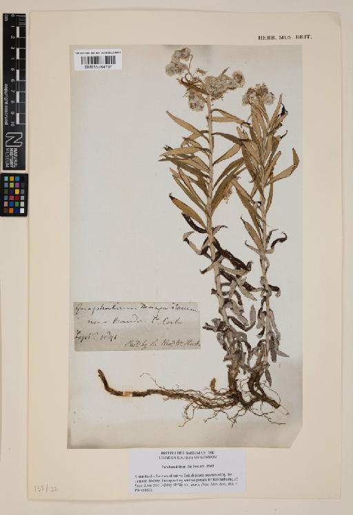 Anaphalis margaritacea (L.) Benth. & Hook.f. - 015764191