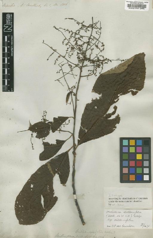 Meliosma dilleniifolia subsp. dilleniifolia (Wall. ex Wight & Arn.) Walp. - BM000521944