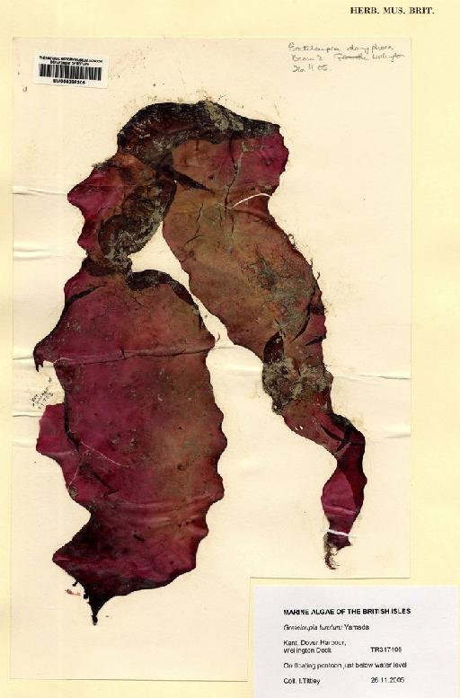Dumontia alaskana - BM000898205