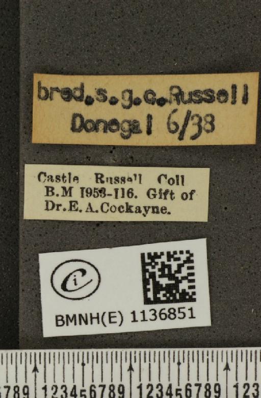 Pieris napi britannica Müller & Kautz, 1939 - BMNHE_1136851_label_89965