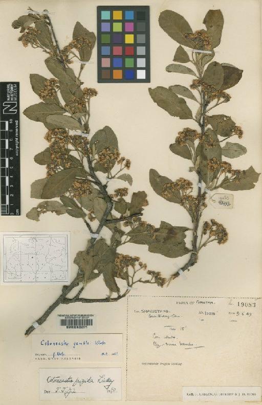 Cotoneaster gamblei G.Klotz - BM000602271