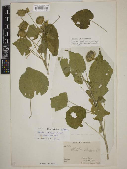 Abutilon indicum var. australiense - BM000554245