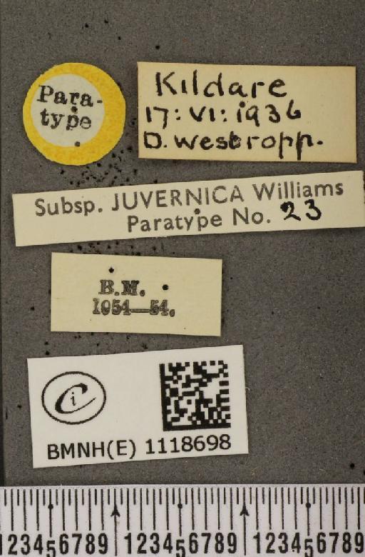 Leptidea sinapis juvernica Williams, 1946 - BMNHE_1118698_label_73897