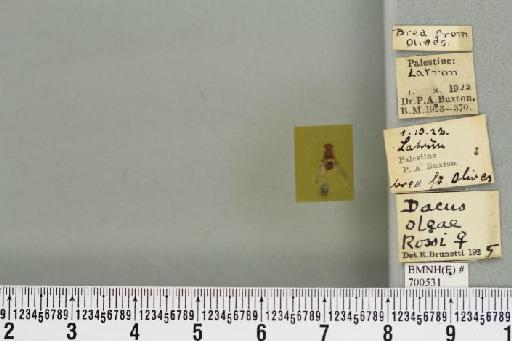 Bactrocera (Daculus) oleae (Rossi, P., 1790) - BMNHE_700531_34560