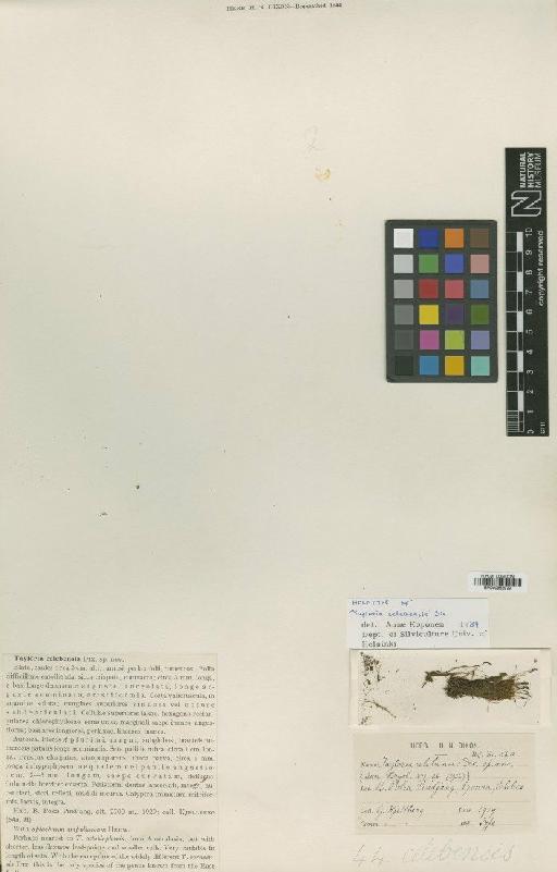 Tayloria octoblepharum (Hook.) Mitt. - BM000982979