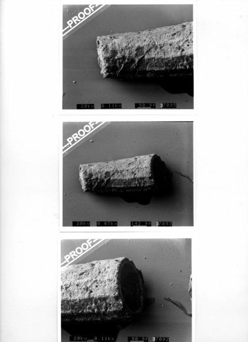 Caecum obtusum Carpenter, 1857 - 1857.6.4.1517_a