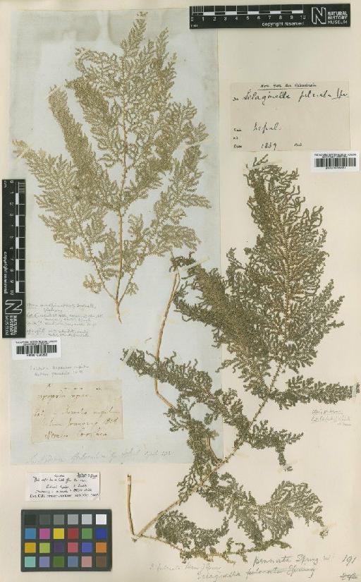 Selaginella fulcrata (Buch.-Ham.) Spring - BM001038352