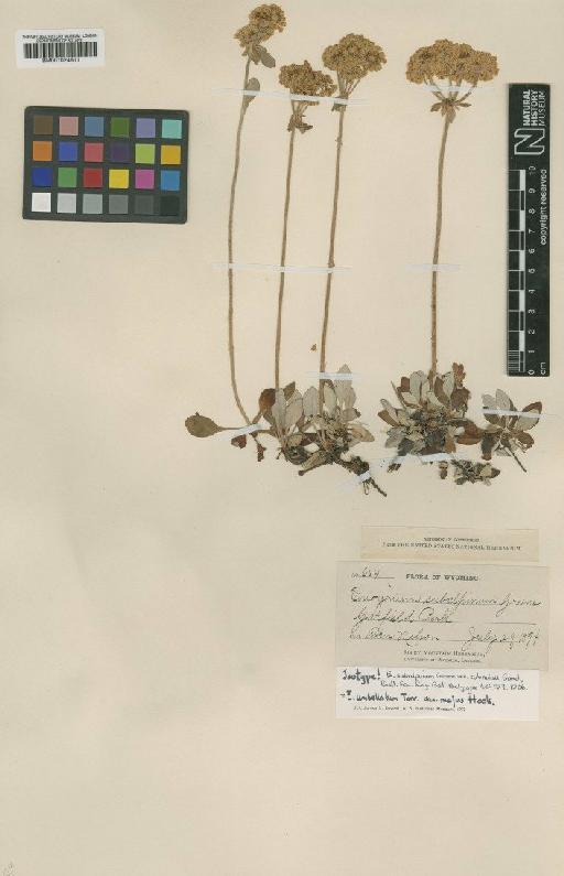 Eriogonum umbellatum var. majus Hook. - BM001024611