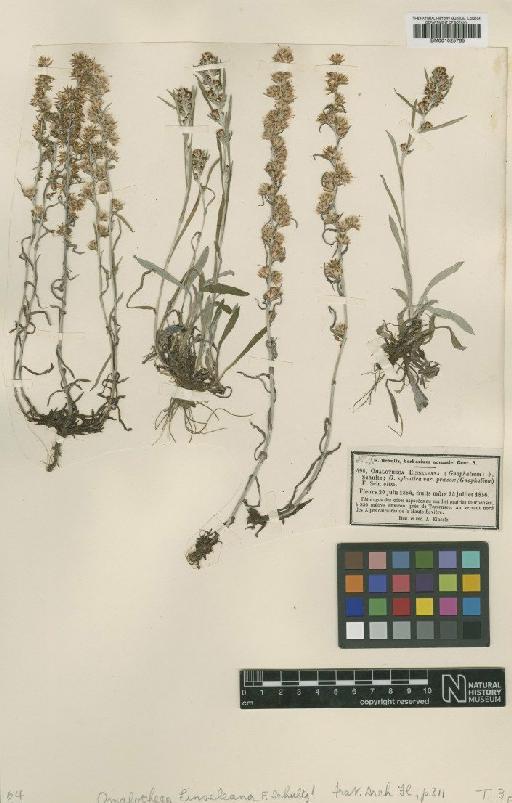 Omalotheca sylvatica (L.) Sch.Bip. & F.W.Schultz - BM001025765
