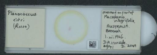 Planococcus citri Risso, 1813 - 010150628_117588_1101300