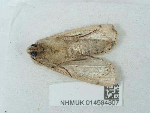 Leucania obsoleta Hübner, 1803 - 014584807_1