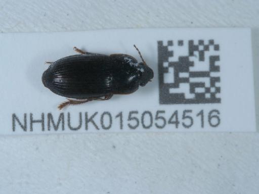 Harpalus (Harpalus) anxius (Duftschmid, 1812) - 015054516_2