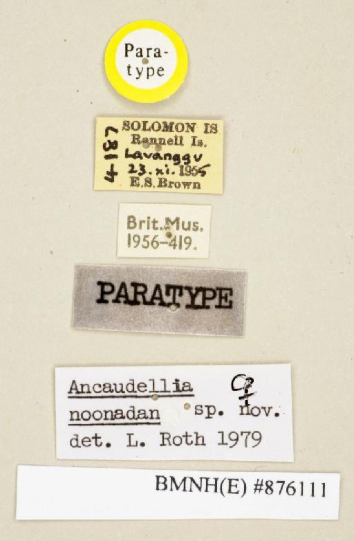 Ancaudellia noonadan Roth, 1982 - Ancaudellia noonadan Roth, 1982, female, paratype, labels. Photographer: Edward Baker. BMNH(E)#876111