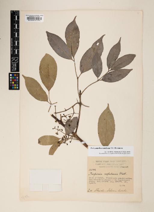 Dalrympelea montana (Blume) Nor Ezzawanis - 000520735