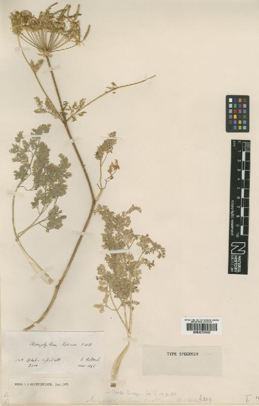 Chaerophyllum creticum Boiss. & Heldr. - BM000751937