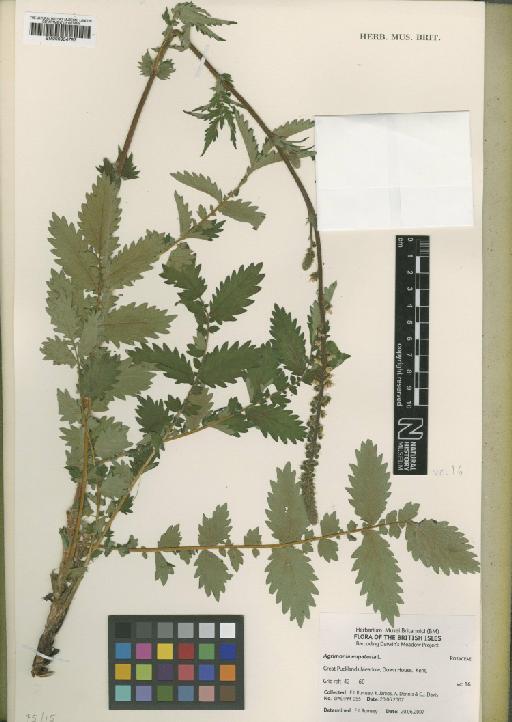 Agrimonia eupatoria L. - BM000954753