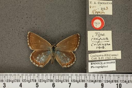 Lysandra coridon ab. impar Cockayne, 1916 - BMNHE_501555_102603