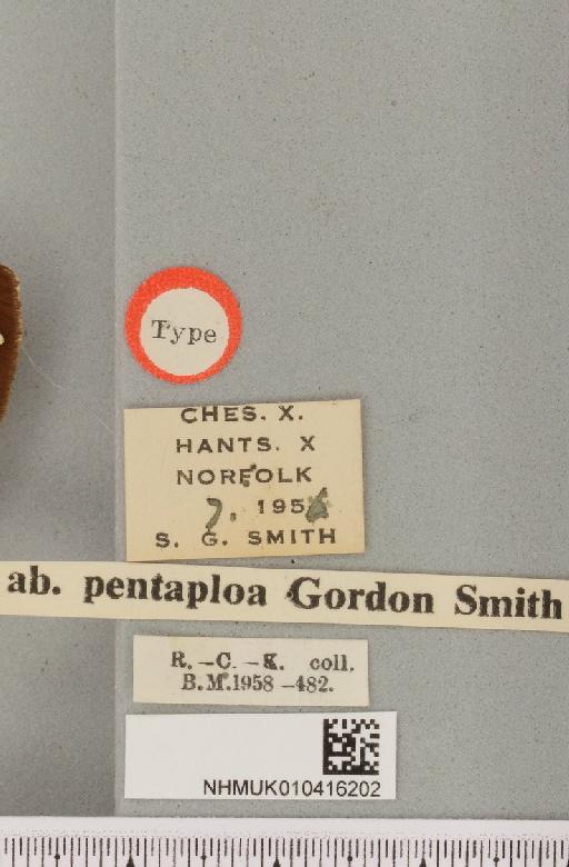 Arctia caja ab. pentaploa Smith, 1957 - NHMUK_010416202_label_528542